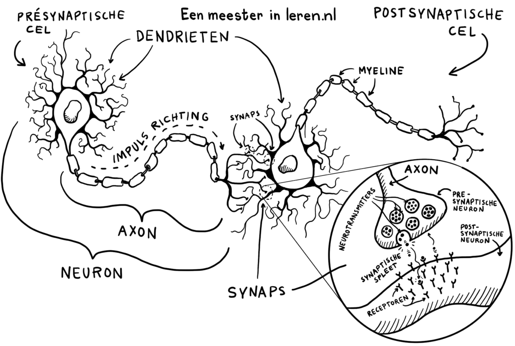 Hersenen - Signaaloverdracht tussen zenuwcellen via synapsen.- Zenuwcel_neuroon met axonen en dendrieten-Eenmeesterinleren.nl